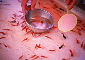 穏やかな風と美しい景色を楽しむ特別な体験！屋形船クルーズの魅力を徹底解説