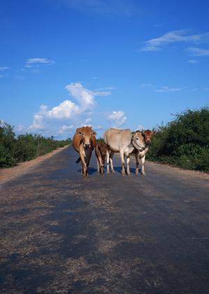 すすきの駅から徒歩1分の便利な立地と快適なサービスを提供する東横INN札幌すすきの交差点の詳細ガイド