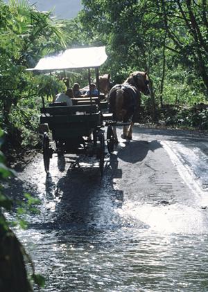 金沢で楽しむ金箔体験の魅力とおすすめスポット完全ガイド